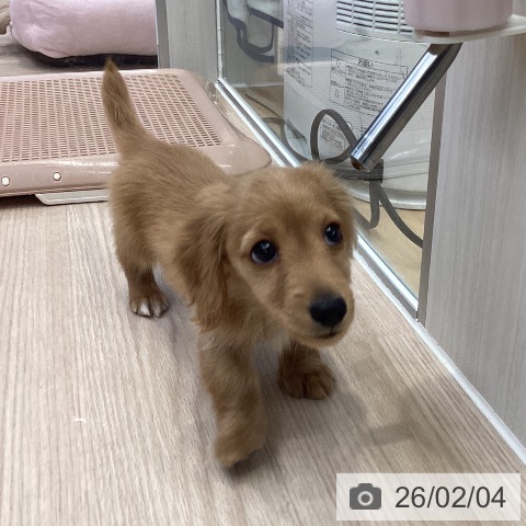 大阪府のカニンヘンダックスフンド(ロング) (ペットプラス ららぽーと和泉店/2025年12月5日生まれ/男の子/ゴールド)の子犬の3枚目の画像