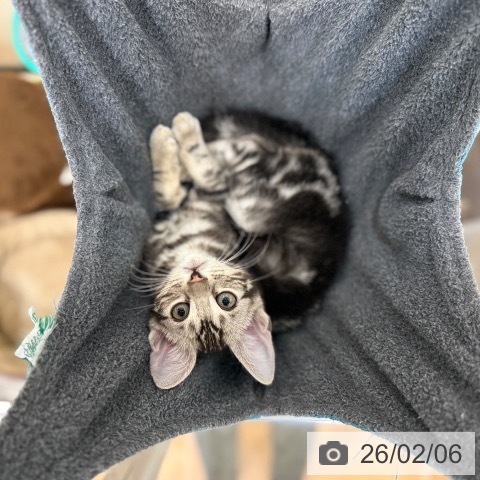 マンチカンの写真