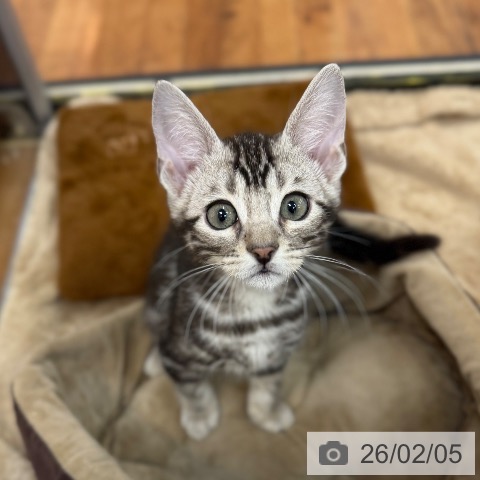 京都府のマンチカン (ペットプラス 久御山店/2025年12月5日生まれ/男の子/シルバータビー)の子猫の4枚目の画像