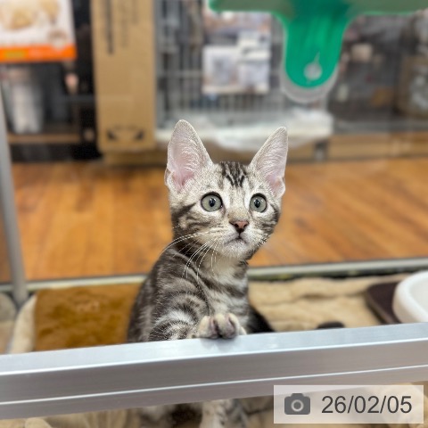 京都府のマンチカン (ペットプラス 久御山店/2025年12月5日生まれ/男の子/シルバータビー)の子猫の3枚目の画像