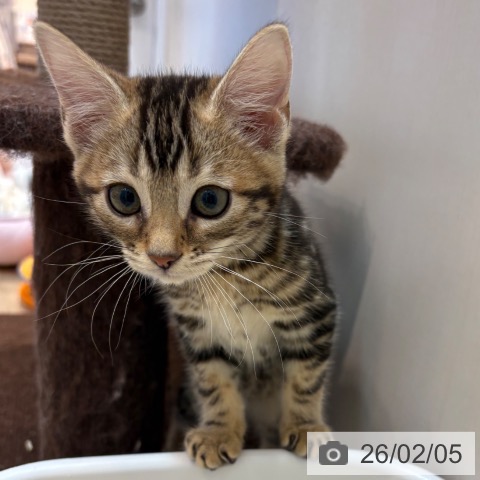 京都府のマンチカン (ペットプラス イオンモールKYOTO店/2025年12月5日生まれ/女の子/ブラウンタビー)の子猫の4枚目の画像