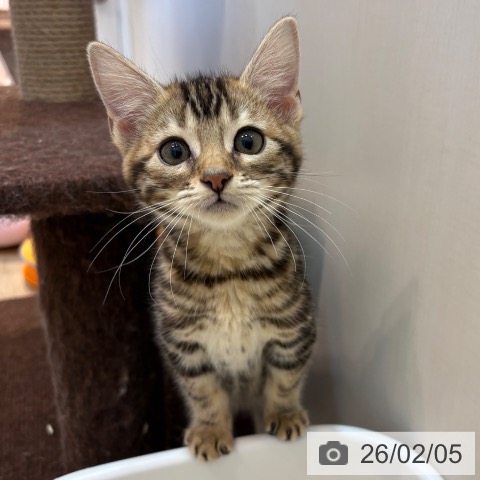 京都府のマンチカン (ペットプラス イオンモールKYOTO店/2025年12月5日生まれ/女の子/ブラウンタビー)の子猫の3枚目の画像