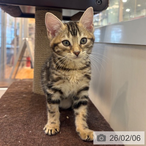 京都府のマンチカン (ペットプラス イオンモールKYOTO店/2025年12月5日生まれ/女の子/ブラウンタビー)の子猫の3枚目の画像