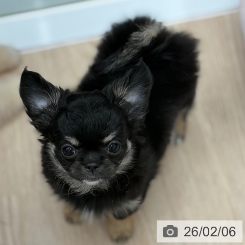 京都府のチワワ(ロング) (ペットプラス 京都桂川店/2025年12月3日生まれ/女の子/ブラックタン)の子犬の4枚目の画像