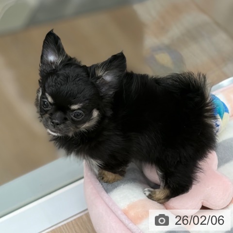京都府のチワワ(ロング) (ペットプラス 京都桂川店/2025年12月3日生まれ/女の子/ブラックタン)の子犬の3枚目の画像