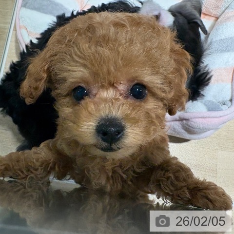 兵庫県のトイプードル(トイ) (ペットプラス 神戸三宮店/2025年12月5日生まれ/女の子/レッド)の子犬の4枚目の画像