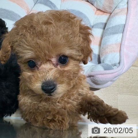 兵庫県のトイプードル(トイ) (ペットプラス 神戸三宮店/2025年12月5日生まれ/女の子/レッド)の子犬の3枚目の画像