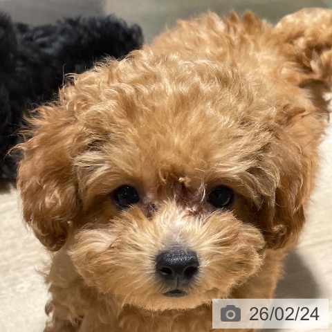 兵庫県のトイプードル(トイ) (ペットプラス 神戸三宮店/2025年12月5日生まれ/女の子/レッド)の子犬の3枚目の画像