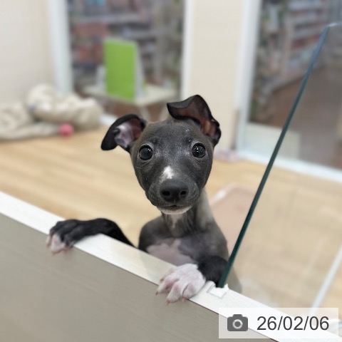 イタリアン・グレーハウンドの写真