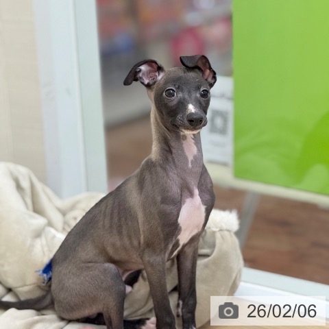 イタリアン・グレーハウンドの写真