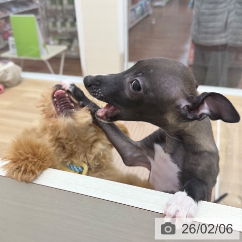 イタリアン・グレーハウンドの写真