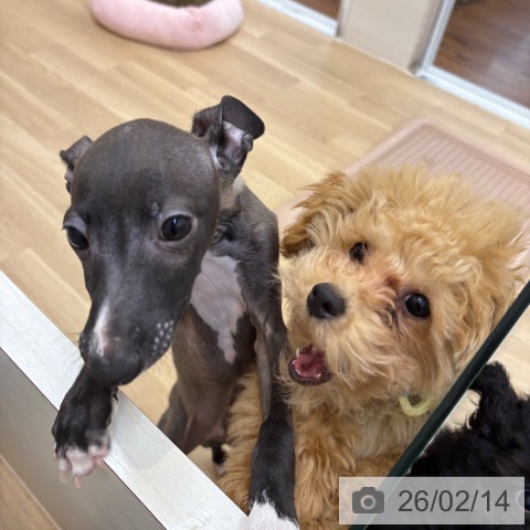 京都府のイタリアングレーハウンド (ペットプラス 久御山店/2025年11月27日生まれ/男の子/シールホワイトマーキング)の子犬の3枚目の画像