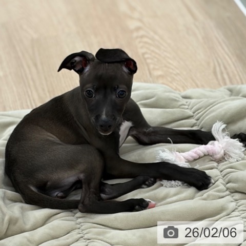 イタリアン・グレーハウンドの写真