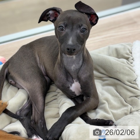 京都府のイタリアングレーハウンド (ペットプラス 京都桂川店/2025年11月27日生まれ/女の子/シールホワイトマーキング)の子犬の4枚目の画像