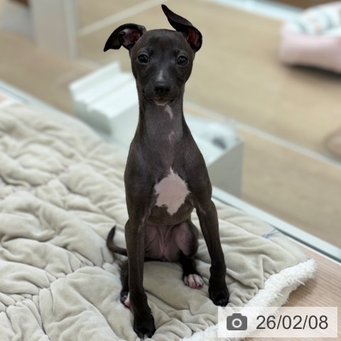 京都府のイタリアングレーハウンド (ペットプラス 京都桂川店/2025年11月27日生まれ/女の子/シールホワイトマーキング)の子犬の3枚目の画像