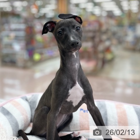 京都府のイタリアングレーハウンド (ペットプラス 醍醐店/2025年11月27日生まれ/女の子/シールホワイトマーキング)の子犬の4枚目の画像