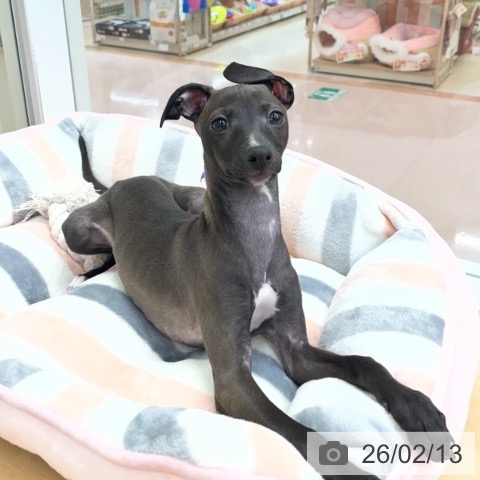 京都府のイタリアングレーハウンド (ペットプラス 醍醐店/2025年11月27日生まれ/女の子/シールホワイトマーキング)の子犬の3枚目の画像