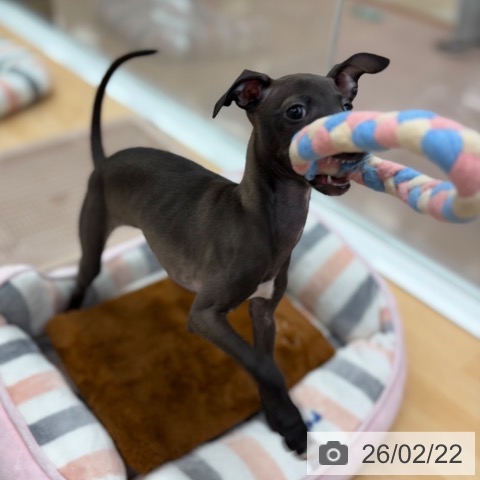 京都府のイタリアングレーハウンド (ペットプラス 醍醐店/2025年11月27日生まれ/女の子/シールホワイトマーキング)の子犬の4枚目の画像