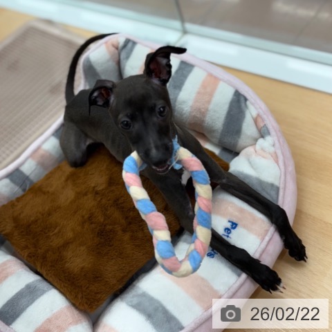 京都府のイタリアングレーハウンド (ペットプラス 醍醐店/2025年11月27日生まれ/女の子/シールホワイトマーキング)の子犬の3枚目の画像