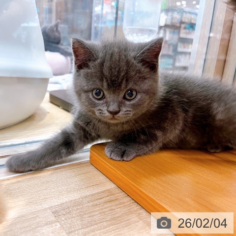 ブリティッシュショートヘアの写真