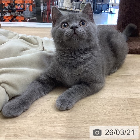 ブリティッシュショートヘアの写真