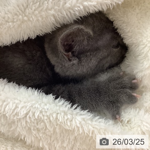 ブリティッシュショートヘアの写真