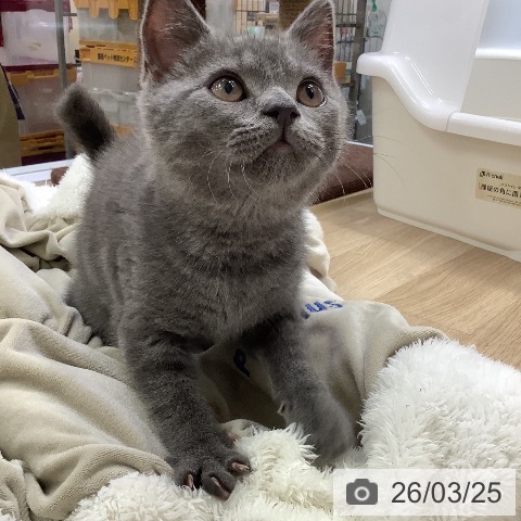 ブリティッシュショートヘアの写真