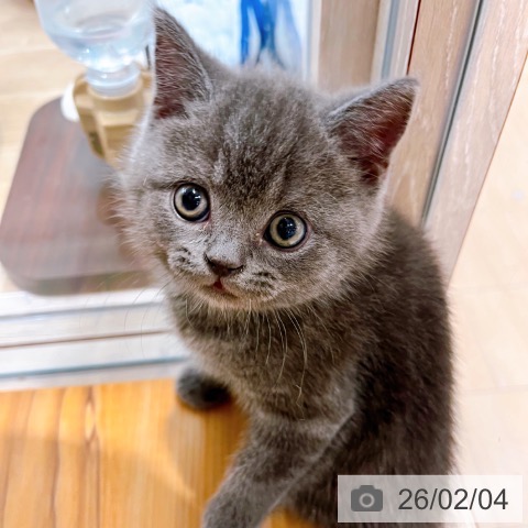 ブリティッシュショートヘアの写真