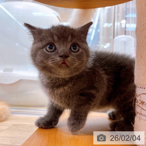 ブリティッシュショートヘアの写真