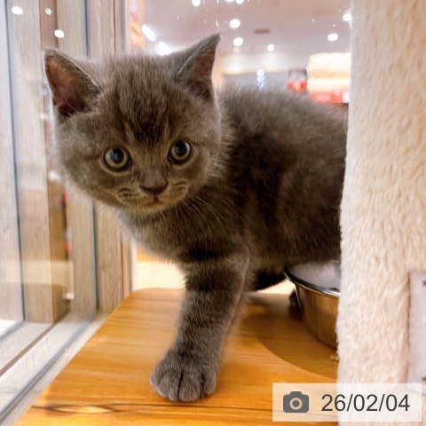 ブリティッシュショートヘアの写真