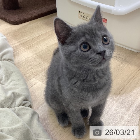 ブリティッシュショートヘアの写真