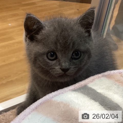 ブリティッシュショートヘアの写真