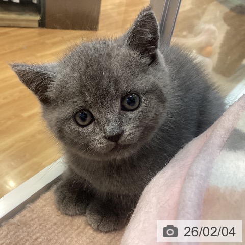 ブリティッシュショートヘアの写真