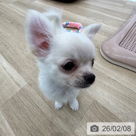チワワの写真