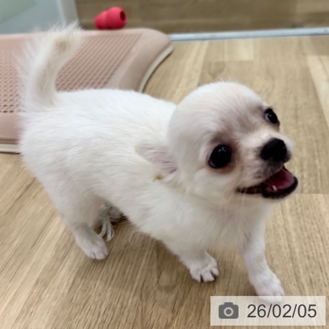 大阪府のチワワ(ロング) (ペットプラス 松原店/2025年12月3日生まれ/女の子/ホワイトクリーム)の子犬の4枚目の画像