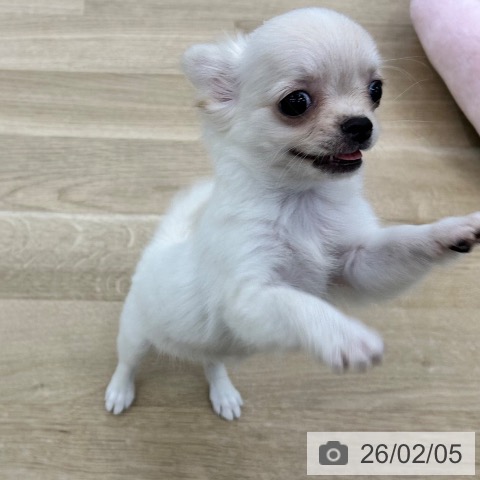 大阪府のチワワ(ロング) (ペットプラス 松原店/2025年12月3日生まれ/女の子/ホワイトクリーム)の子犬の3枚目の画像