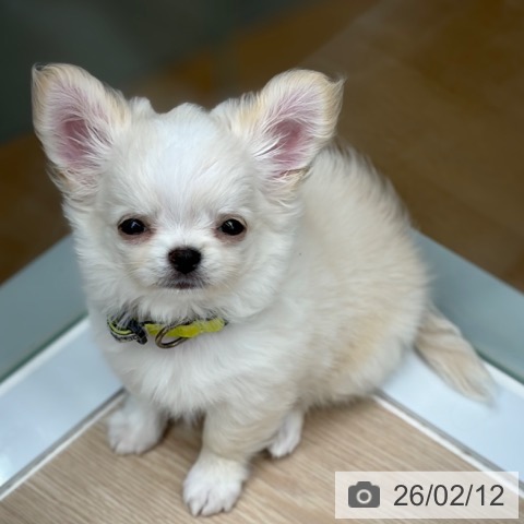 京都府のチワワ(ロング) (ペットプラス 京都桂川店/2025年12月8日生まれ/男の子/クリームホワイト)の子犬の3枚目の画像