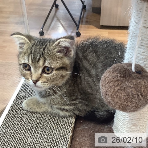 スコティッシュフォールドの写真