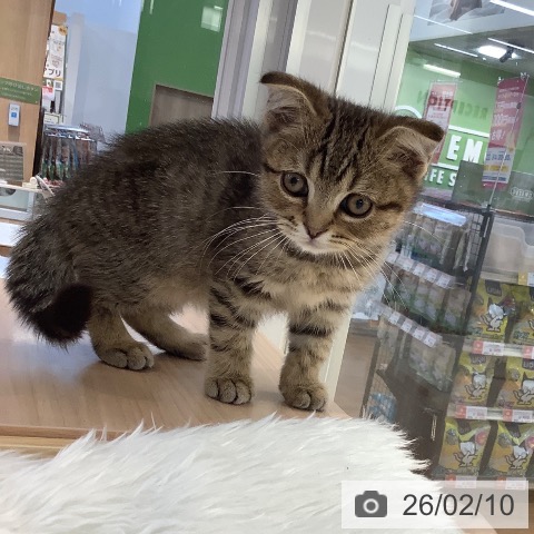 スコティッシュフォールドの写真