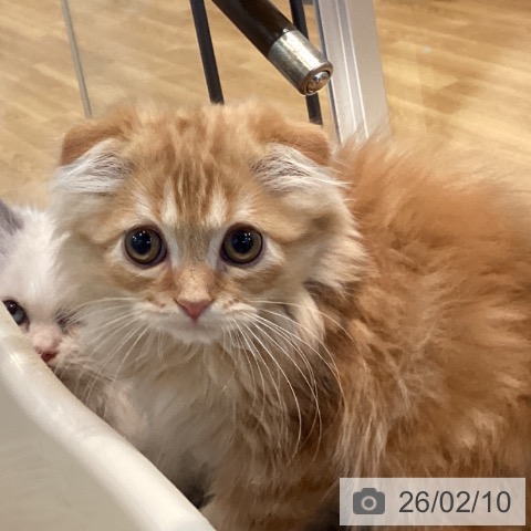 スコティッシュフォールドの写真