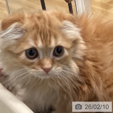 スコティッシュフォールドの写真