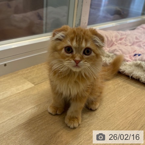 京都府のスコティッシュフォールド (ペットプラス イオンモールKYOTO店/2025年11月30日生まれ/男の子/レッドタビーホワイト)の子猫の3枚目の画像