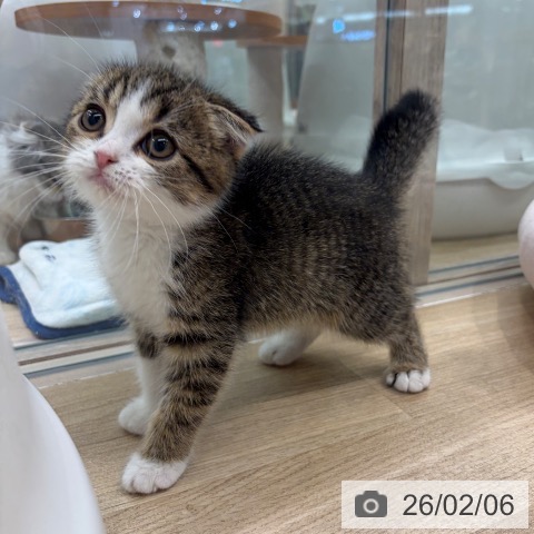 スコティッシュフォールドの写真