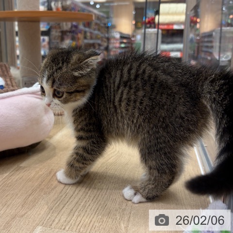 スコティッシュフォールドの写真