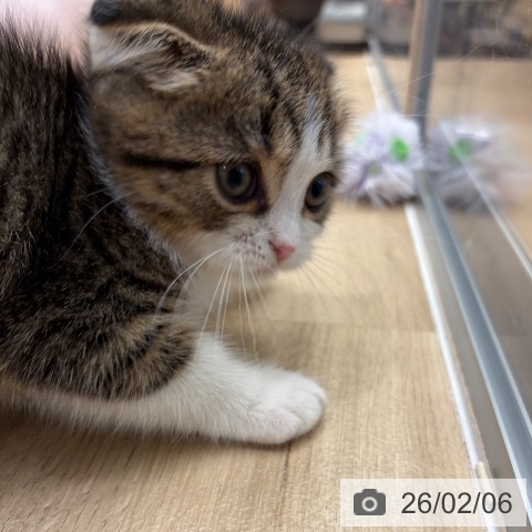 スコティッシュフォールドの写真