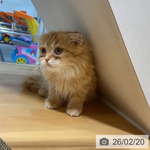 奈良県のスコティッシュフォールド (ペットプラス 大和郡山店/2025年11月30日生まれ/女の子/レッドタビーホワイト)の子猫の4枚目の画像