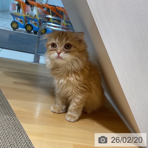 奈良県のスコティッシュフォールド (ペットプラス 大和郡山店/2025年11月30日生まれ/女の子/レッドタビーホワイト)の子猫の3枚目の画像