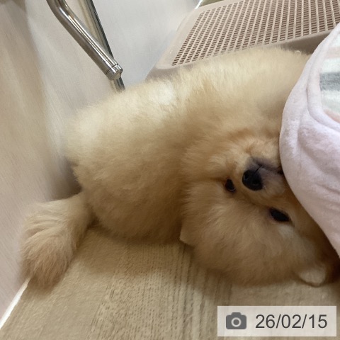京都府のポメラニアン (ペットプラス イオンモールKYOTO店/2025年12月8日生まれ/男の子/クリーム)の子犬の3枚目の画像