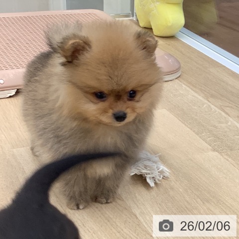 大阪府のポメラニアン (ペットプラス りんくう泉南店/2025年12月8日生まれ/男の子/オレンジ)の子犬の3枚目の画像
