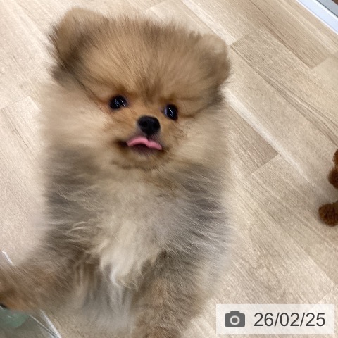 大阪府のポメラニアン (ペットプラス りんくう泉南店/2025年12月8日生まれ/男の子/オレンジ)の子犬の3枚目の画像